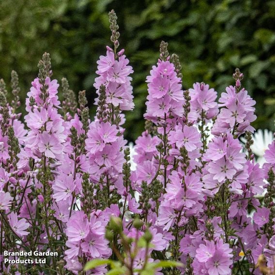 Sidalcea 'Elsie Heugh'