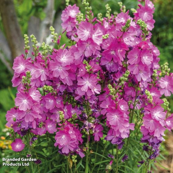 Summer Perennial Plant Bundle
