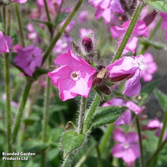 Silene x robotii 'Rollies Favourite'