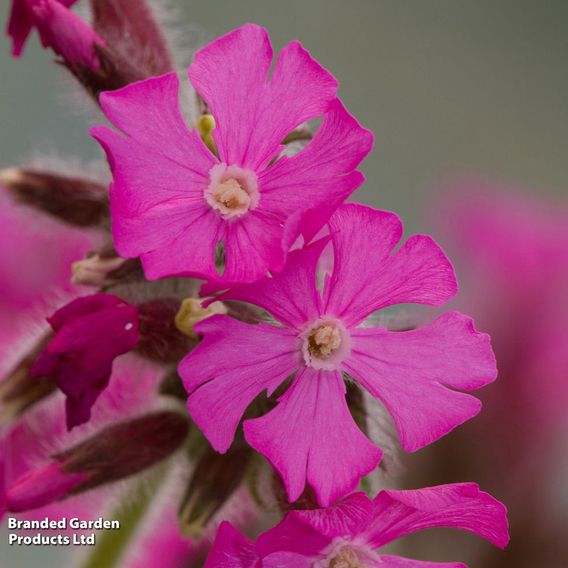 Silene x robotii 'Rollies Favourite'