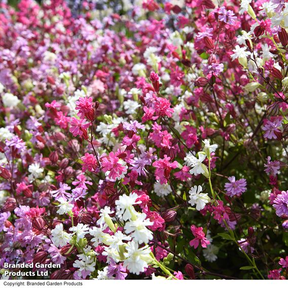 Silene 'Siberia Mix'