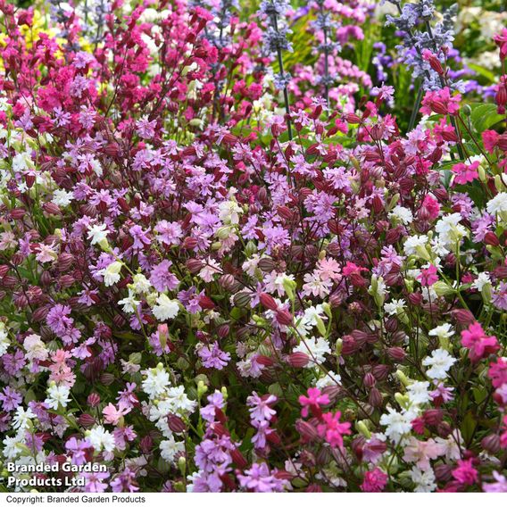 Silene 'Siberia Mix'