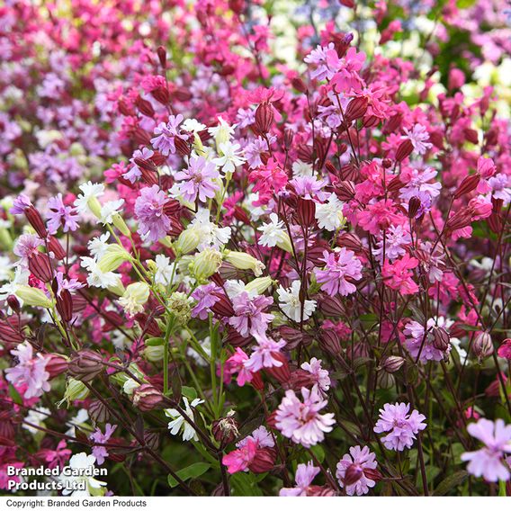 Silene 'Siberia Mix'