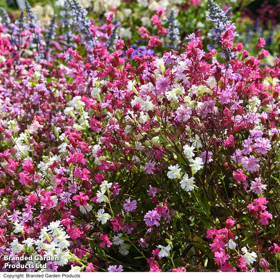 Silene 'Siberia Mix'