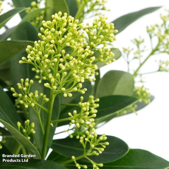 Skimmia japonica 'Finchy'