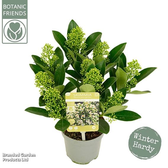 Skimmia japonica 'Finchy'