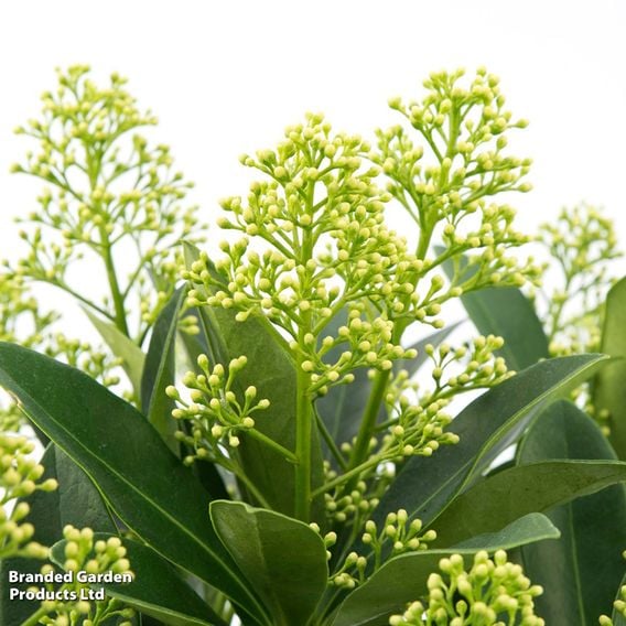 Skimmia japonica 'Finchy'