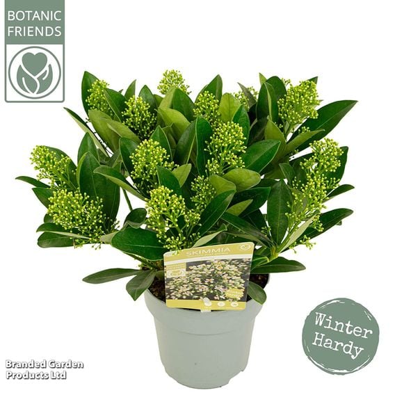 Skimmia japonica 'Finchy'