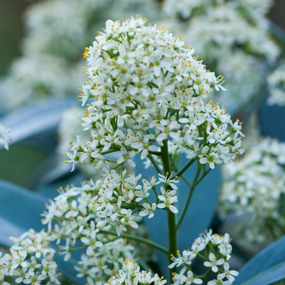 Skimmia japonica 'Finchy'