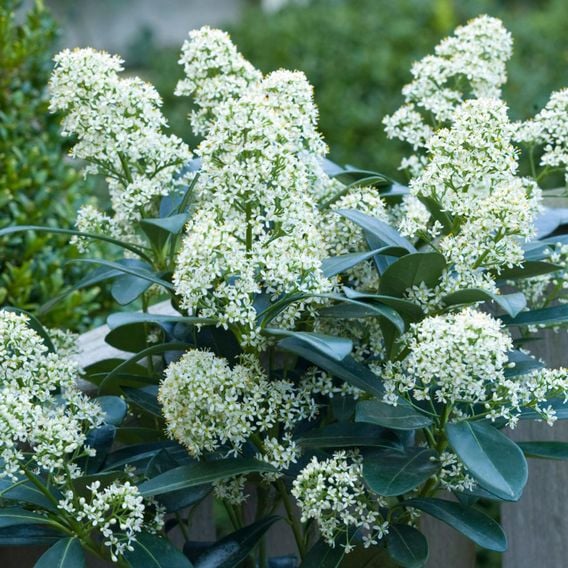 Skimmia japonica 'Finchy'
