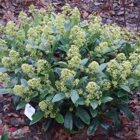 Skimmia japonica 'Finchy'
