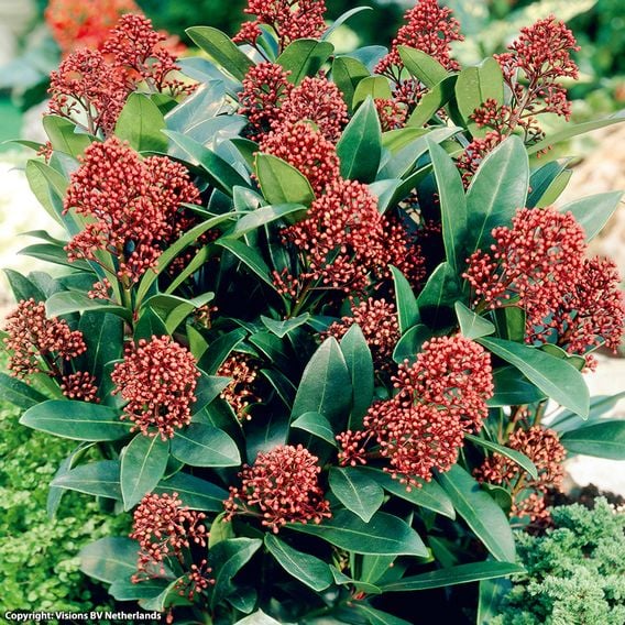 Skimmia japonica 'Rubella'