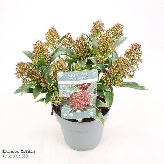 Skimmia japonica 'Mystic Marlot'