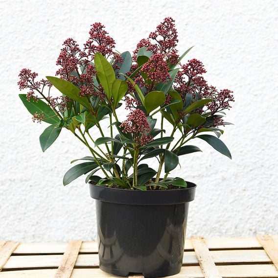 Skimmia japonica 'Rubella'