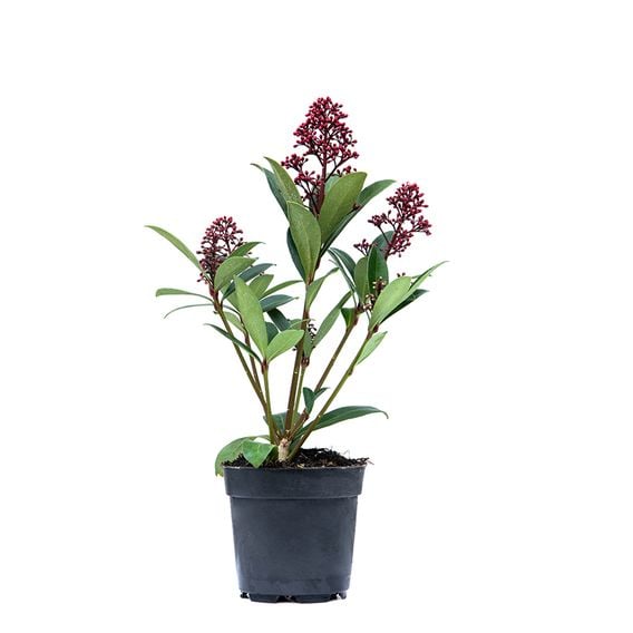 Skimmia japonica 'Rubella'
