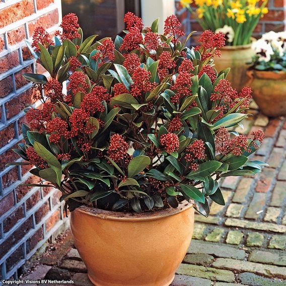Skimmia japonica 'Rubella'