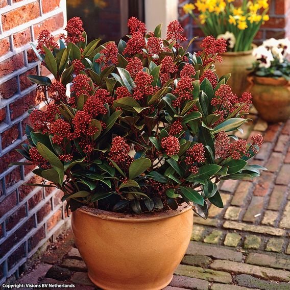Skimmia japonica 'Rubella'