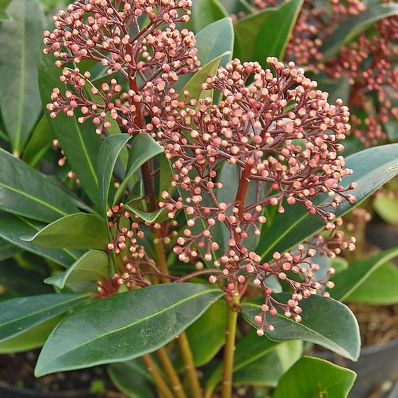 Skimmia japonica 'Rubella'