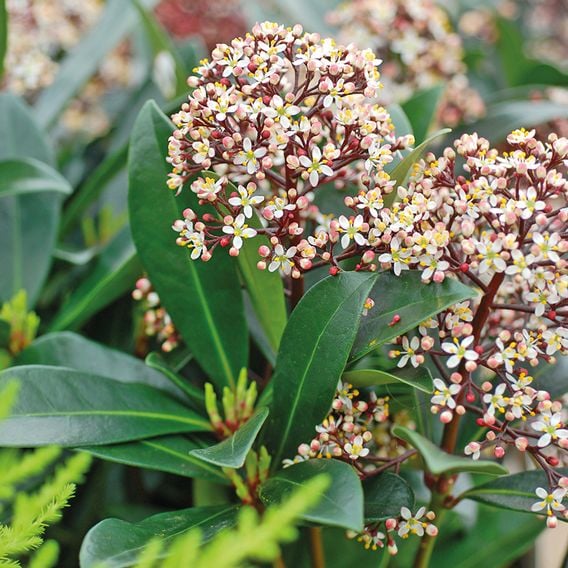 Skimmia japonica 'Rubella'