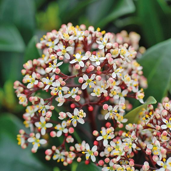 Skimmia japonica 'Rubella'