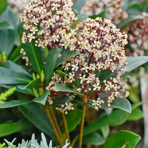 Skimmia japonica 'Rubella'