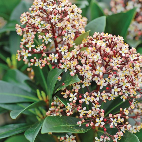 Skimmia japonica 'Rubella'