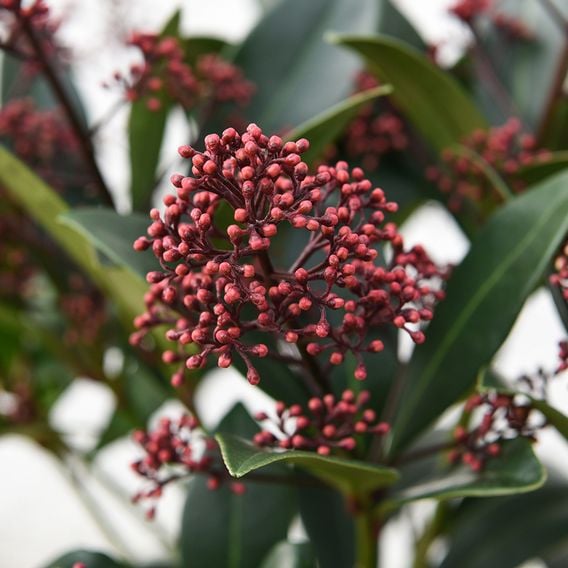 Skimmia japonica 'Rubella'
