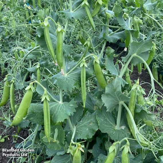 Pea 'Armadillo' (Sugar Snap) - Seeds