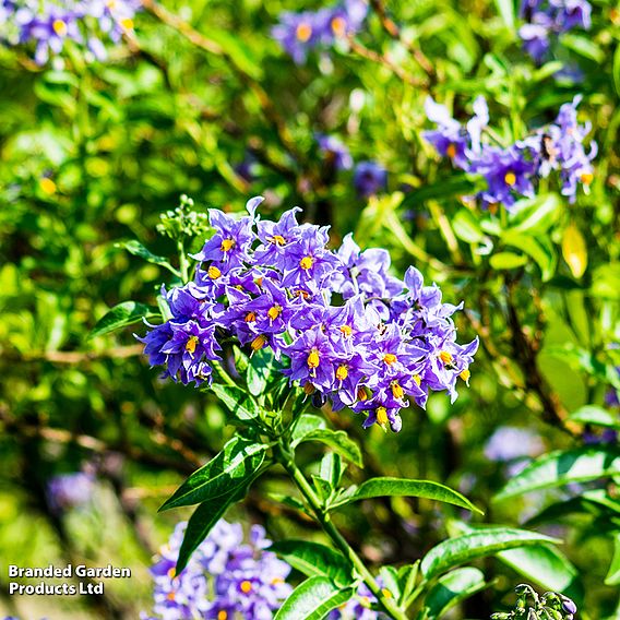 Solanum crispum 'Glasnevin'
