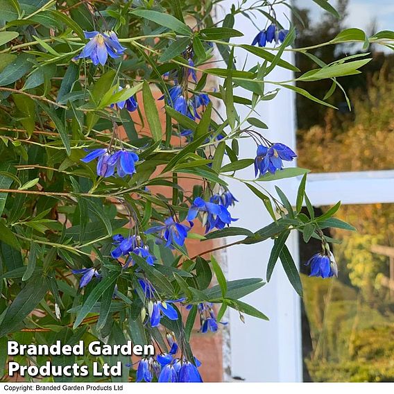 Sollya heterophylla 'Ultra Blue'