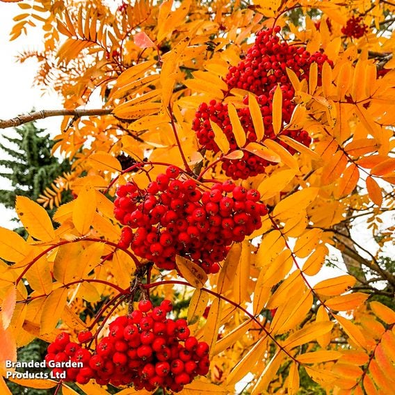Sorbus aucuparia 'Sheerwater Seedling' (Mature Tree)