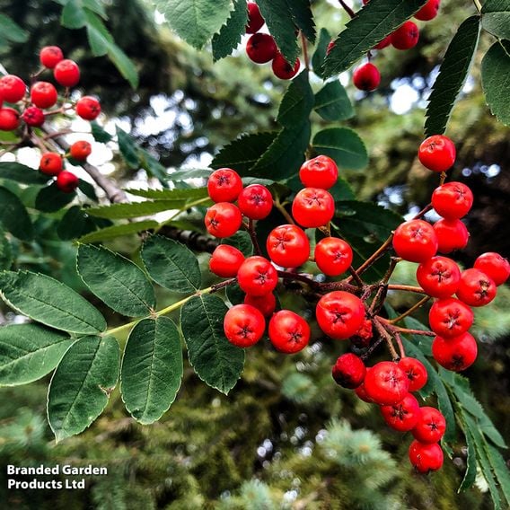 Sorbus aucuparia 'Sheerwater Seedling' (Mature Tree)