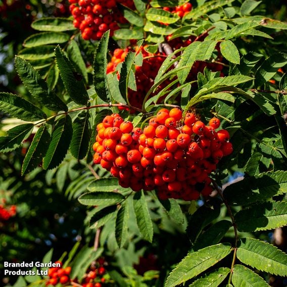 Rowan (Mature Tree)