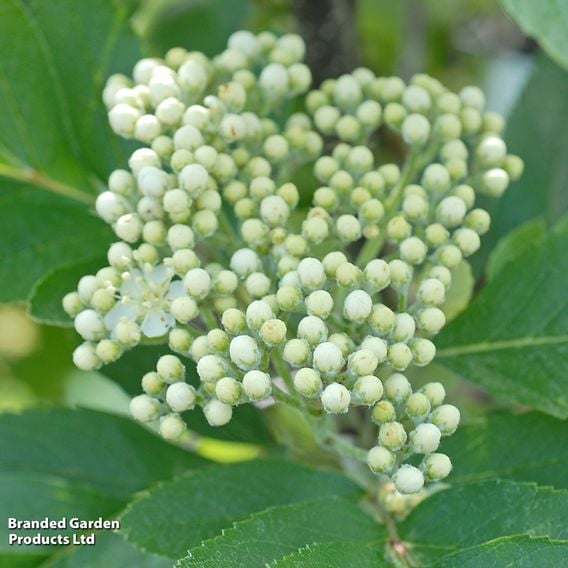Rowan (Mature Tree)