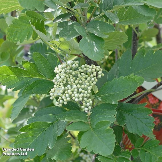 Rowan (Mature Tree)