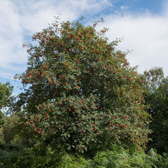 Rowan (Hedging)