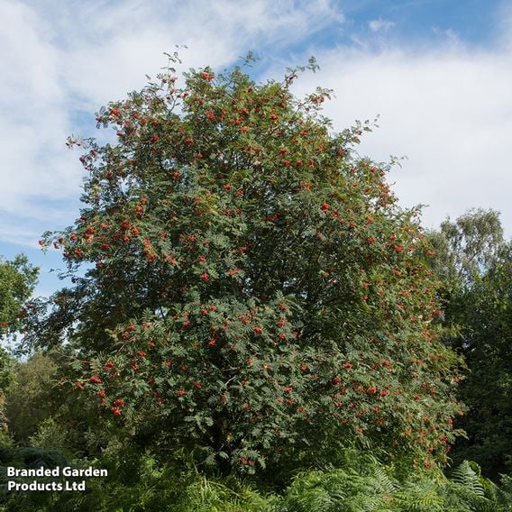 Rowan (Mature Tree)