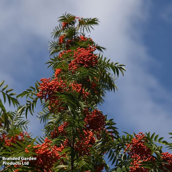 Sorbus ulleungensis 'Dodong' (Mature Tree)