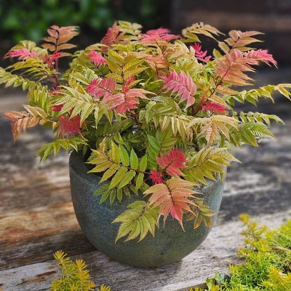 Sorbaria sorbifolia 'Crimson Feathers'