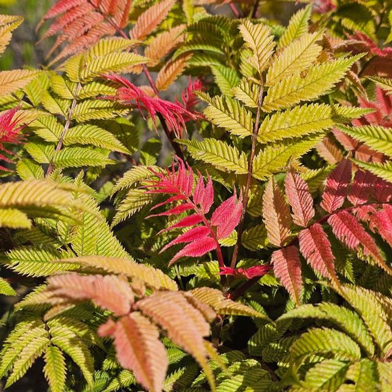 Sorbaria sorbifolia 'Crimson Feathers'