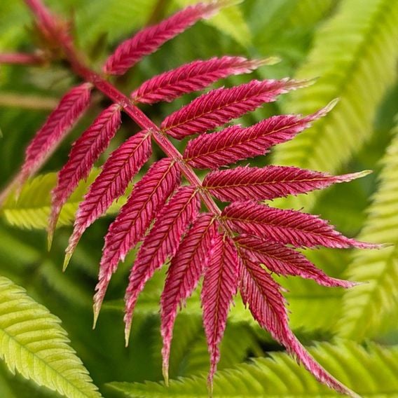 Sorbaria sorbifolia 'Crimson Feathers'