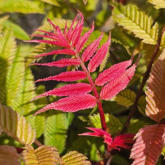 Sorbaria sorbifolia 'Crimson Feathers'