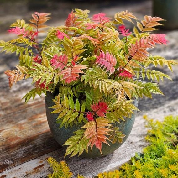 Sorbaria sorbifolia 'Crimson Feathers'