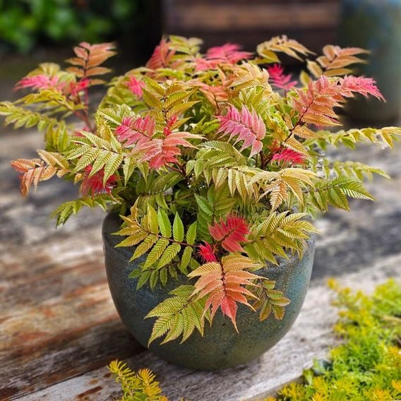 Sorbaria sorbifolia 'Crimson Feathers'
