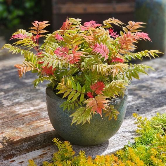 Sorbaria sorbifolia 'Crimson Feathers'