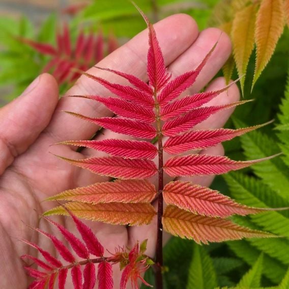 Sorbaria sorbifolia 'Crimson Feathers'