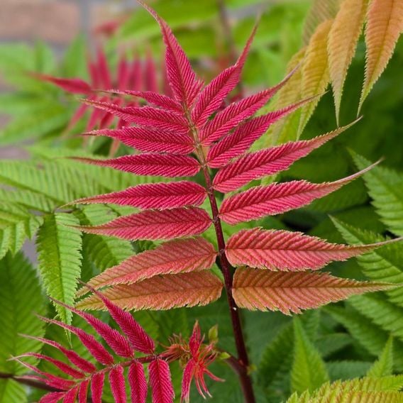 Sorbaria sorbifolia 'Crimson Feathers'