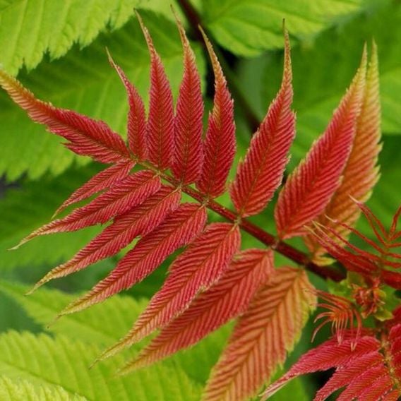 Sorbaria sorbifolia 'Crimson Feathers'