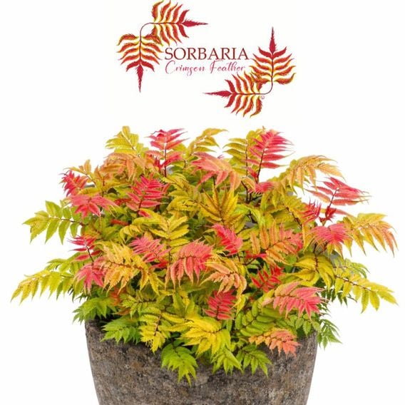Sorbaria sorbifolia 'Crimson Feathers'