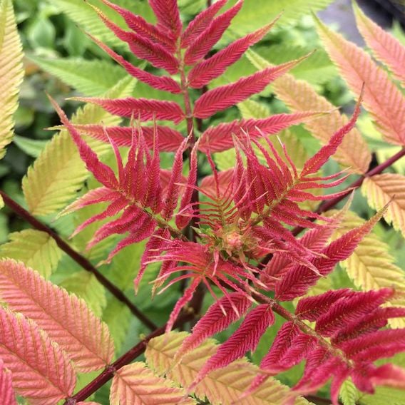 Sorbaria sorbifolia 'Crimson Feathers'